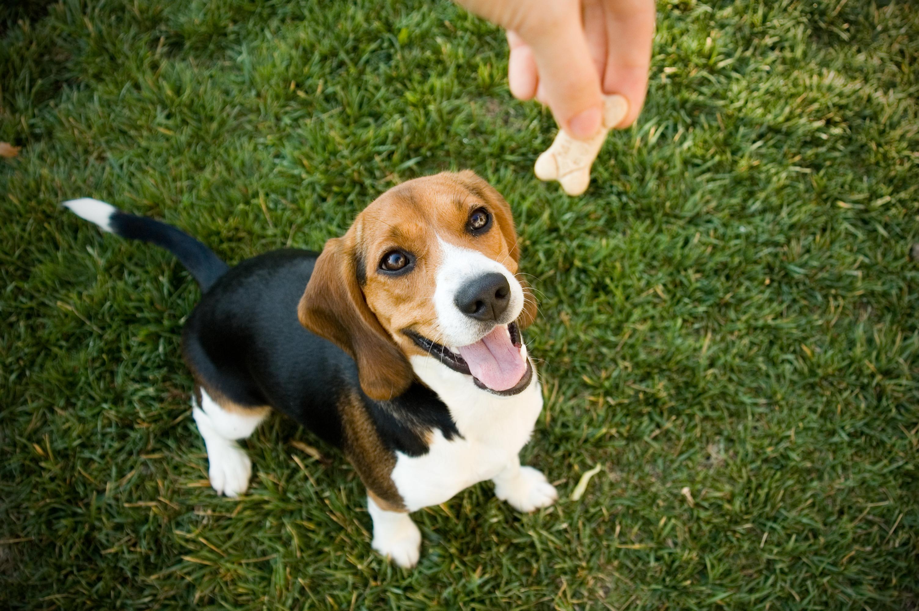 A happy Beagle looks at a dog biscuit in a person&#39;s hand