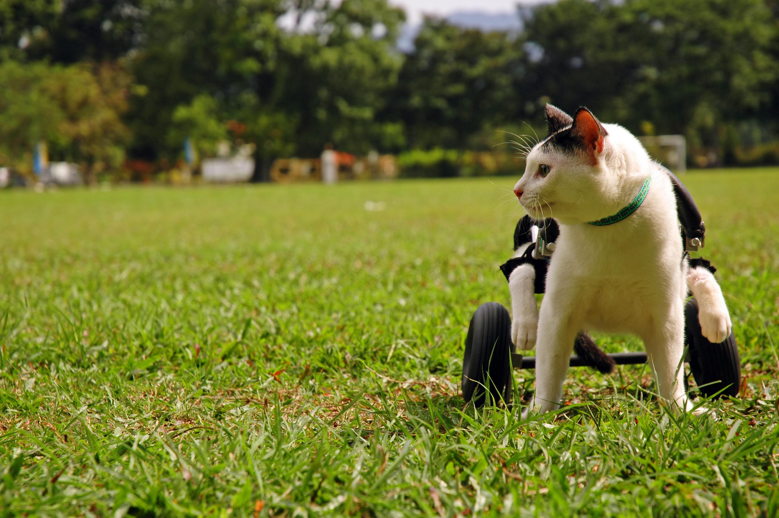 A cat in a wheelchair with a green collar stands on a grassy field, looking to the side on a sunny day.