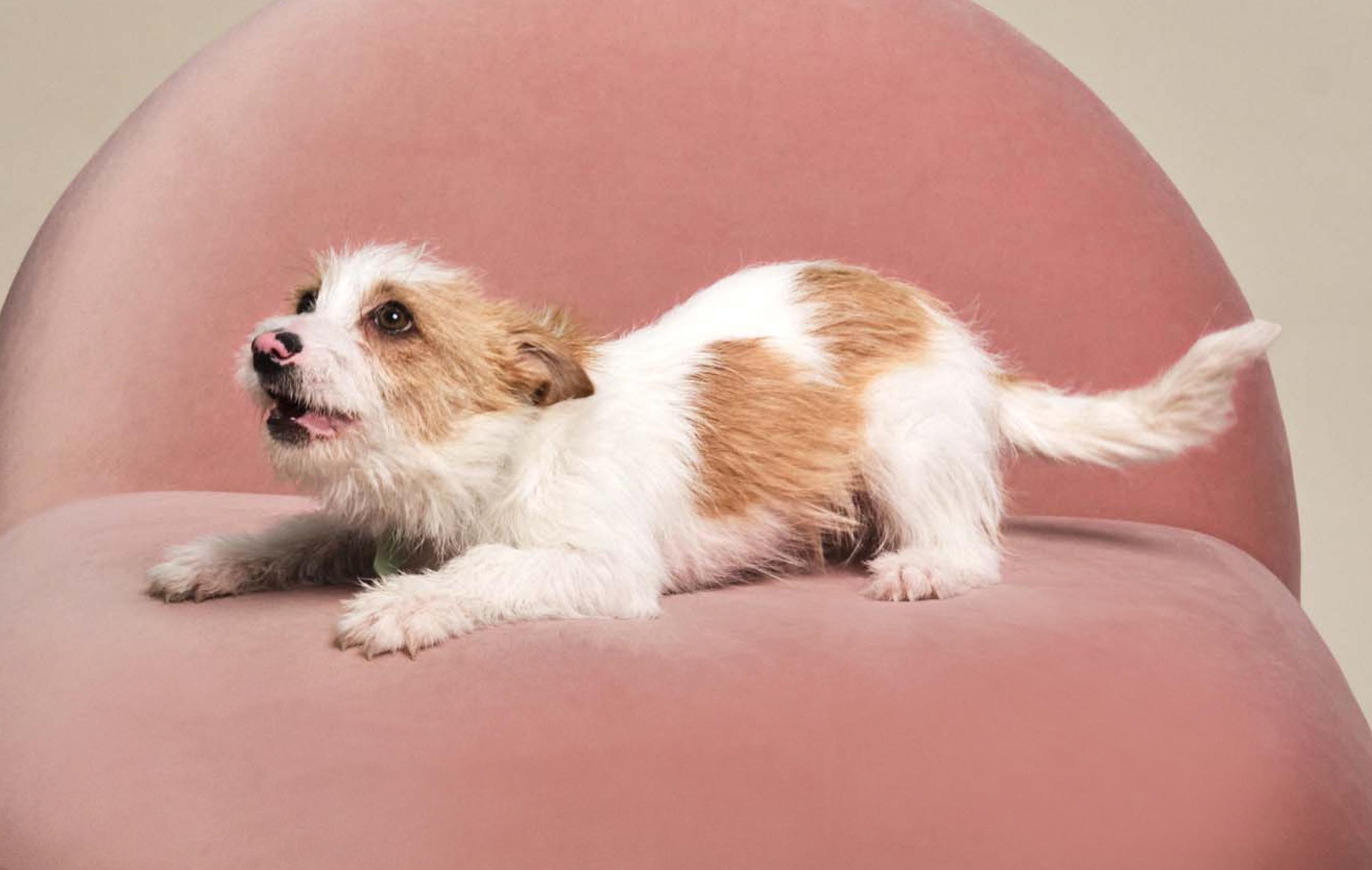 Image of a brown-and-white dog playing on a pink sofa