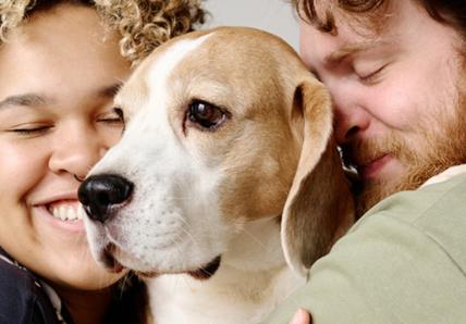 A young mixed race couple cuddling their beagle dog, the woman has curly hair and is smiling at her man with brown short curly hair on a neutral background