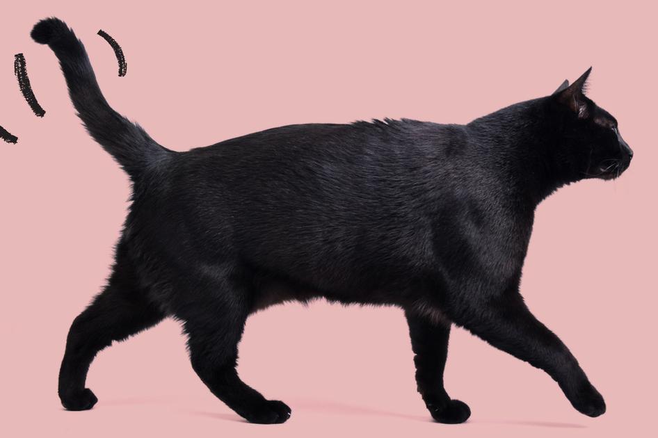 A black cat walking across a pink background, 3 lines indicate the cats tail is wagging