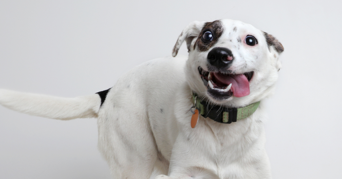 How to manage dog zoomies ManyPets