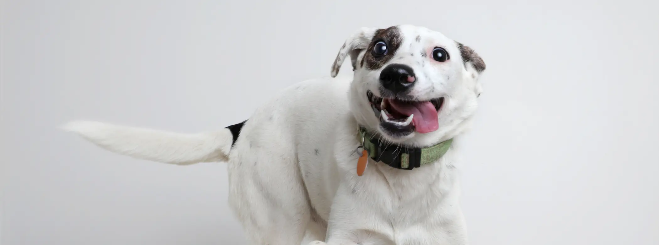 Por que seu cachorro enlouquece do nada — a ciência dos Zoomies