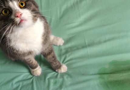 An inquisitive grey and white cat with bright yellow eyes looking up at the camera, lying on a crinkled green bedsheet near a puddle of pee.