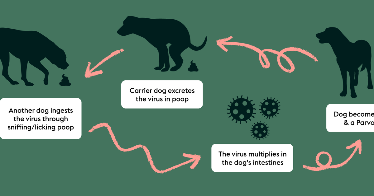 Parvovirus how it works how to help keep your dog safe ManyPets