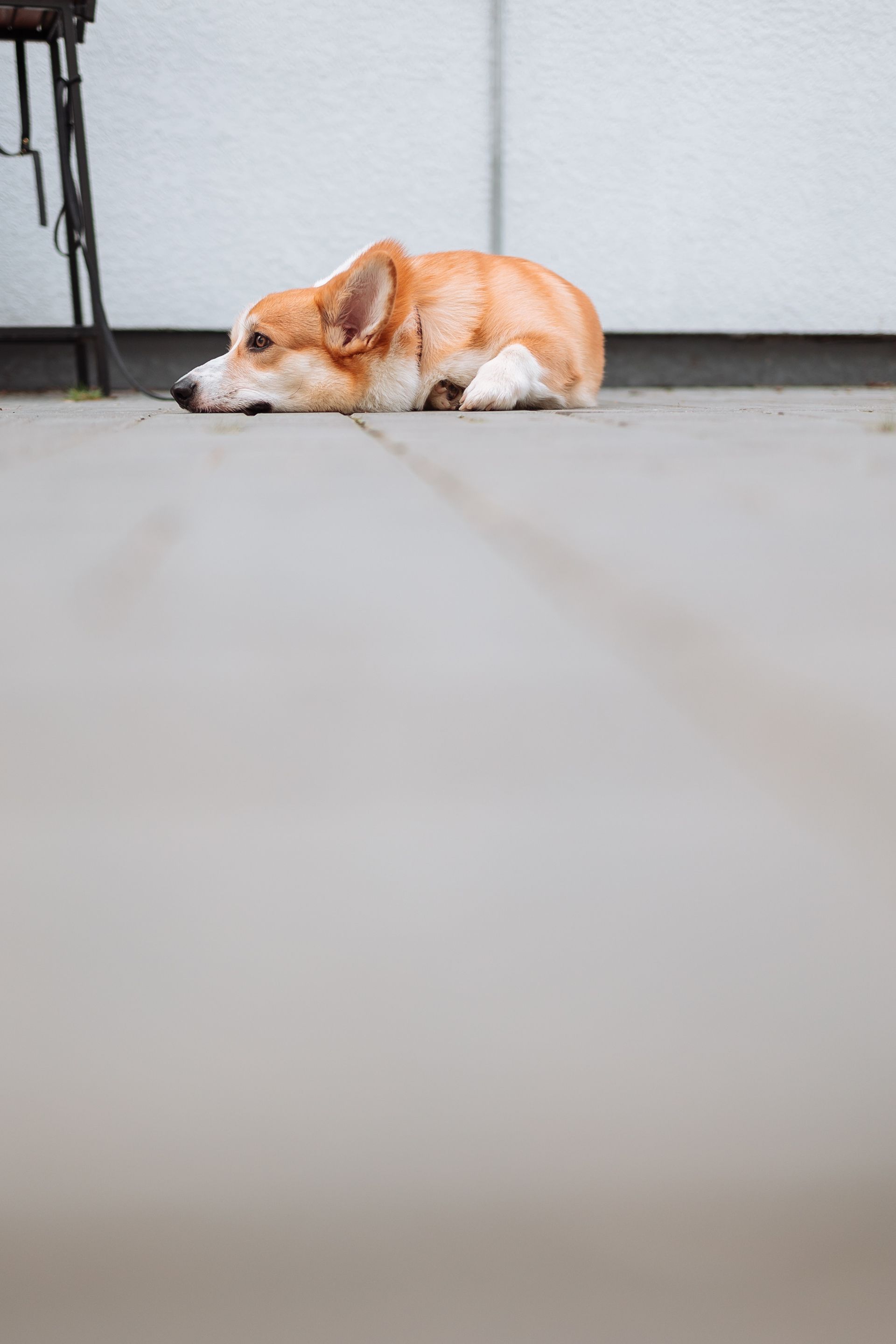 Dog lying down at veterinarian's office