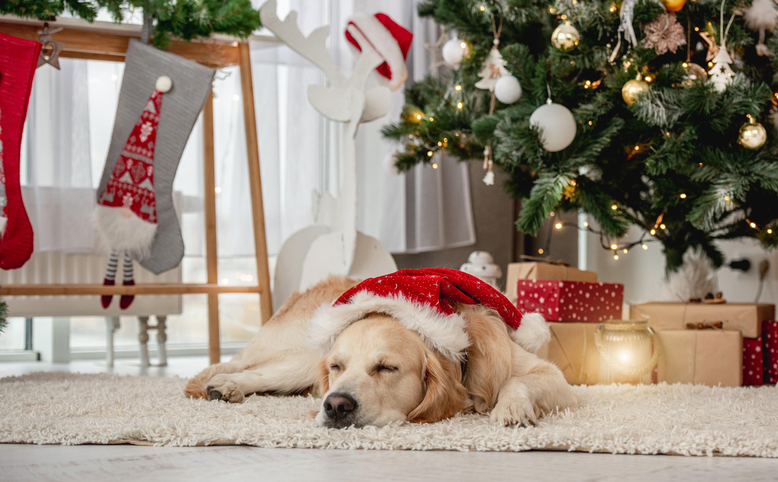 Sleeping Golden Retriever near Christmas tree