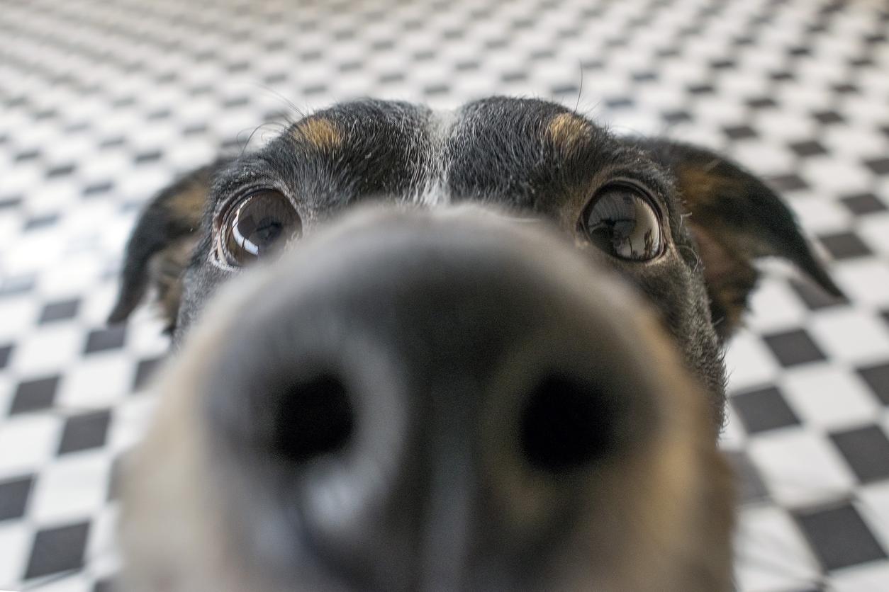 Dog sniffing into the camera with a close up, they&#39;re black dog and they&#39;re stood on a checkered floor