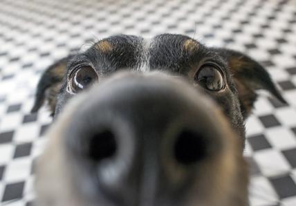 Dog sniffing into the camera with a close up, they&#39;re black dog and they&#39;re stood on a checkered floor