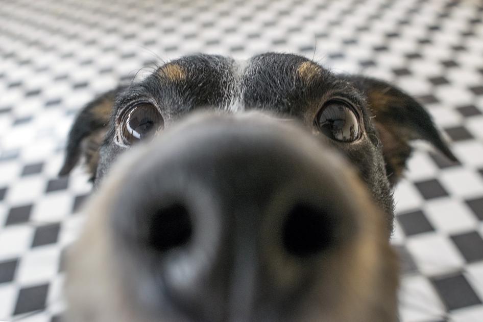 Dog sniffing into the camera with a close up, they&#39;re black dog and they&#39;re stood on a checkered floor