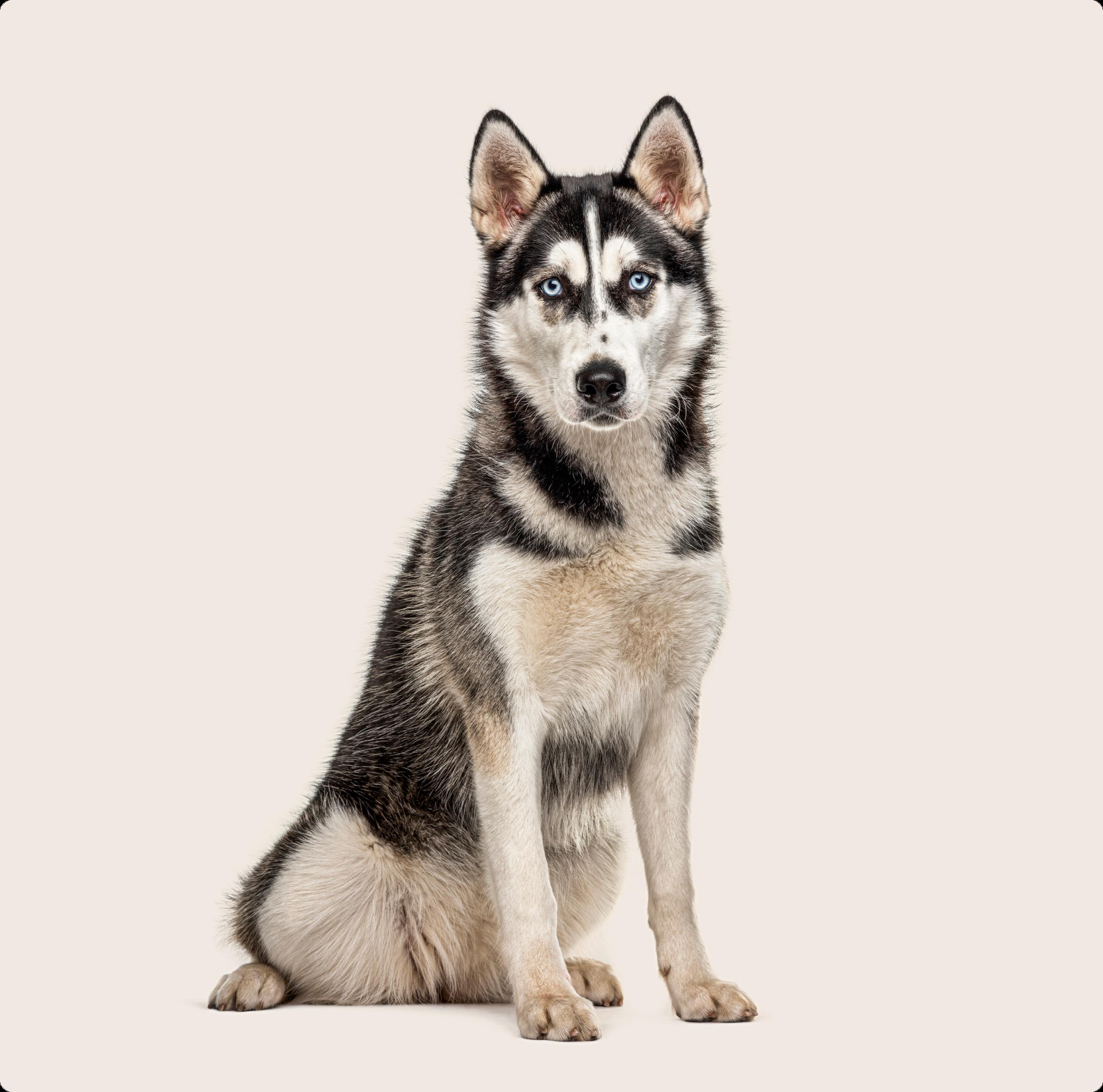 Husky dog sitting alert against a beige background