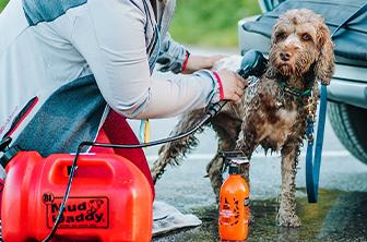 Person washing a dog