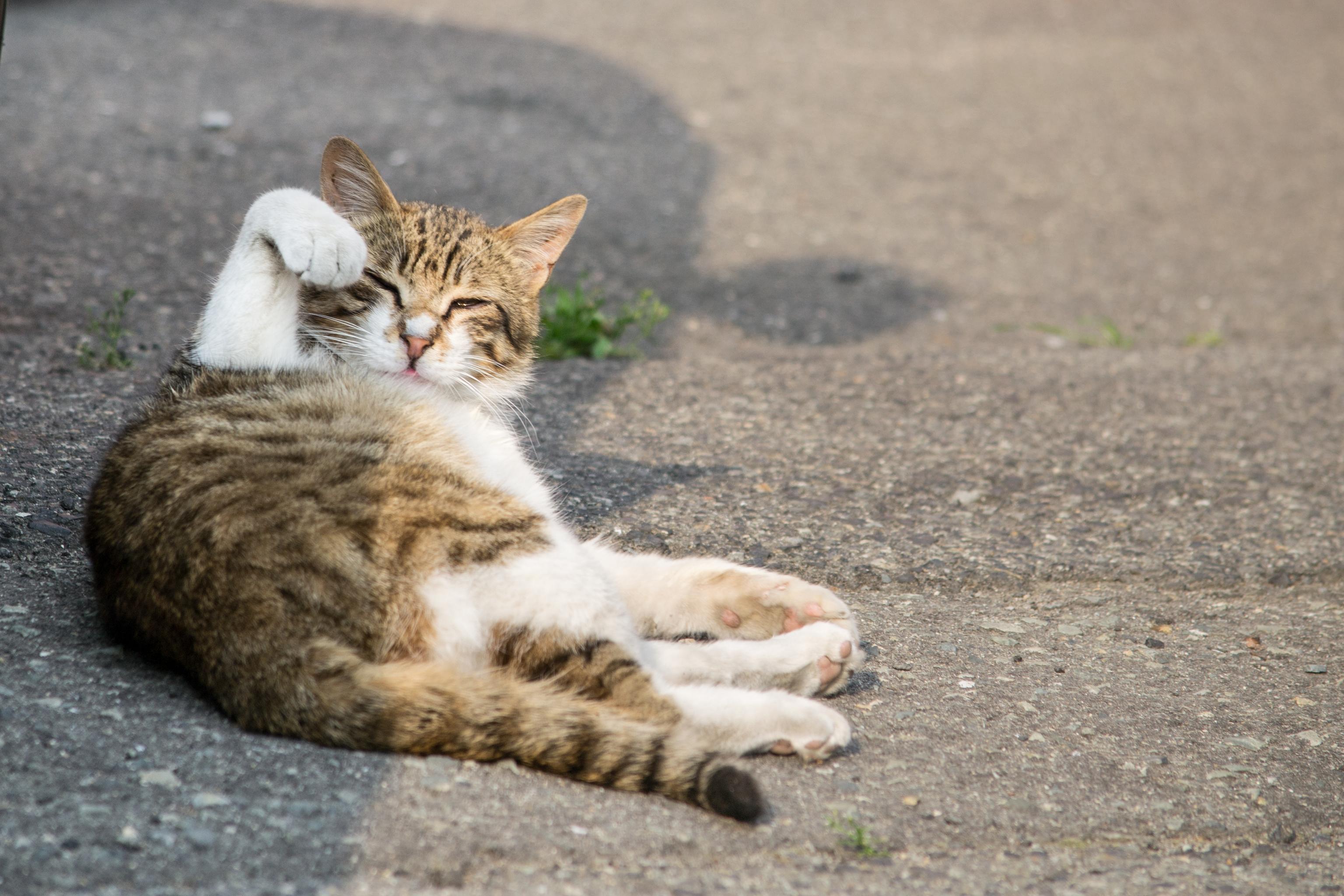 Tabby cat lying on concrete, playfully raising one paw, with eyes partially closed.