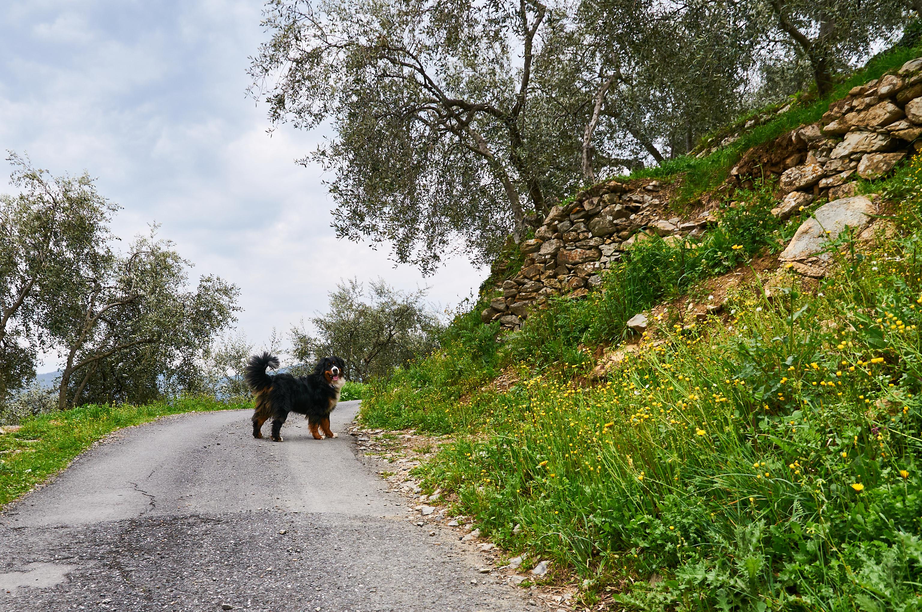 A Bernese Mountain Dog stands on a winding rural path lined with wildflowers and olive trees, under a cloudy sky.