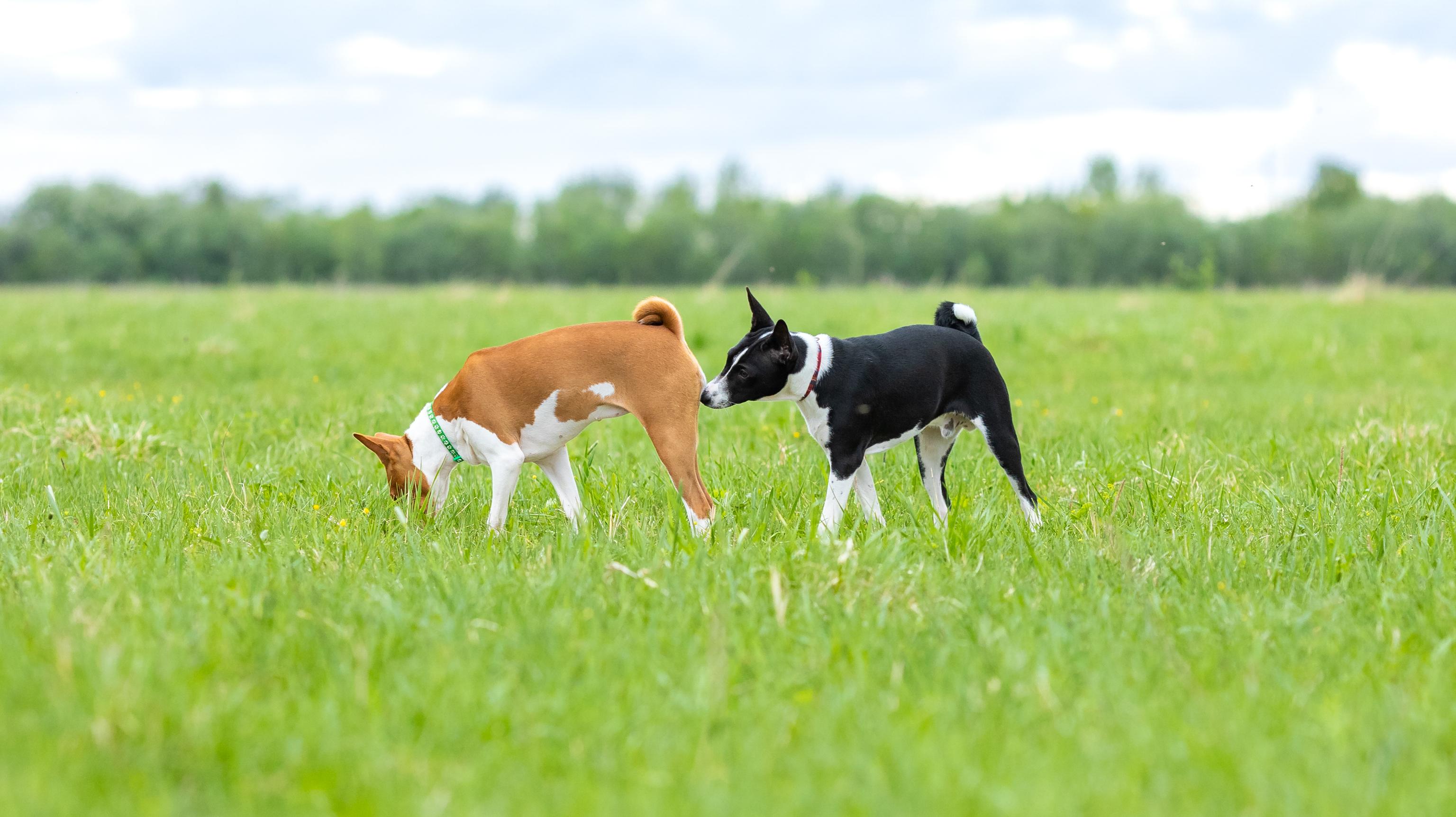 Two dogs stand in the field, one sniffs the other&#39;s bottom while they sniff the floor