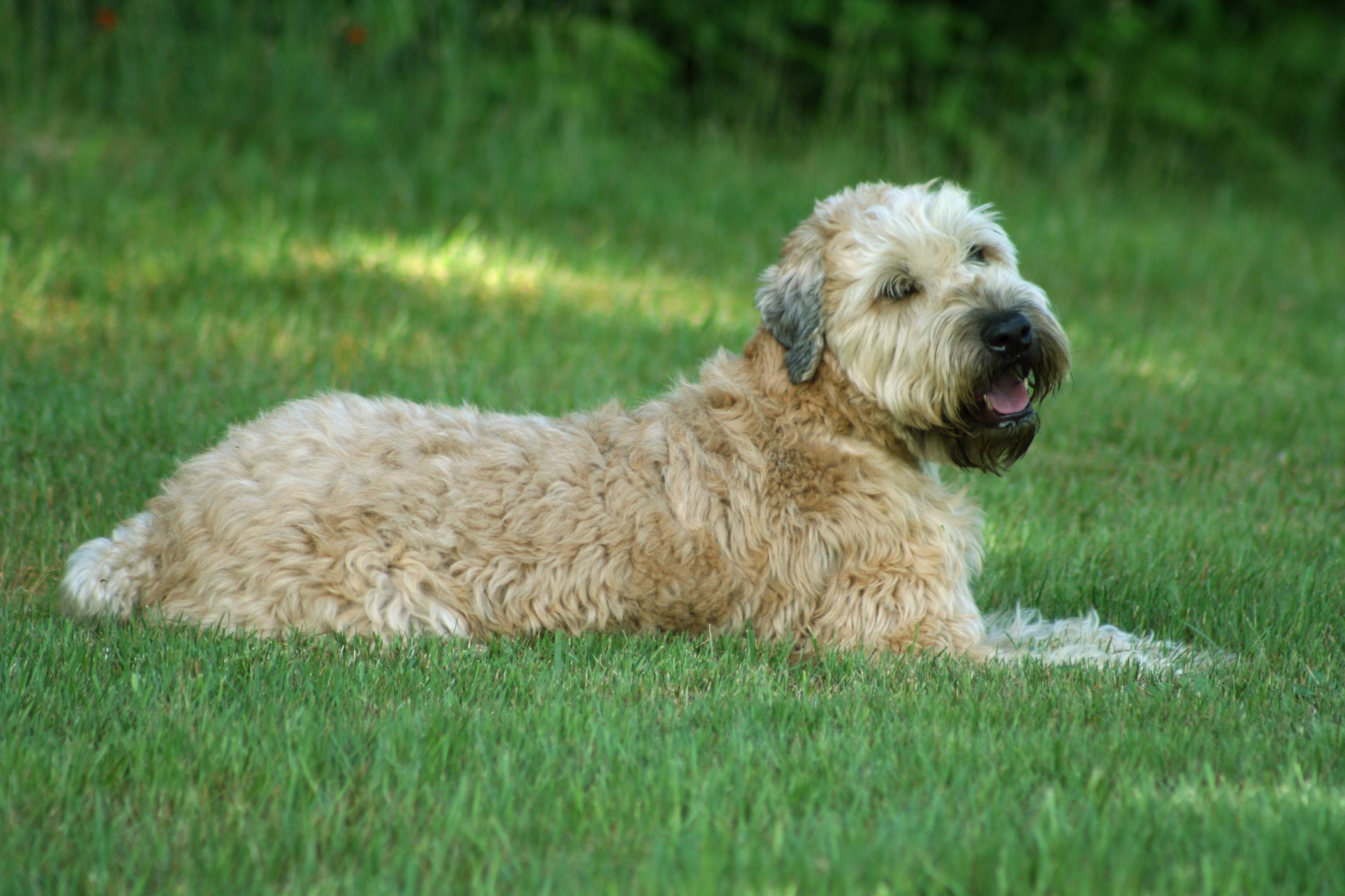Image of a light brown, almost blonde soft-coated Wheaten Terrier laying down outside