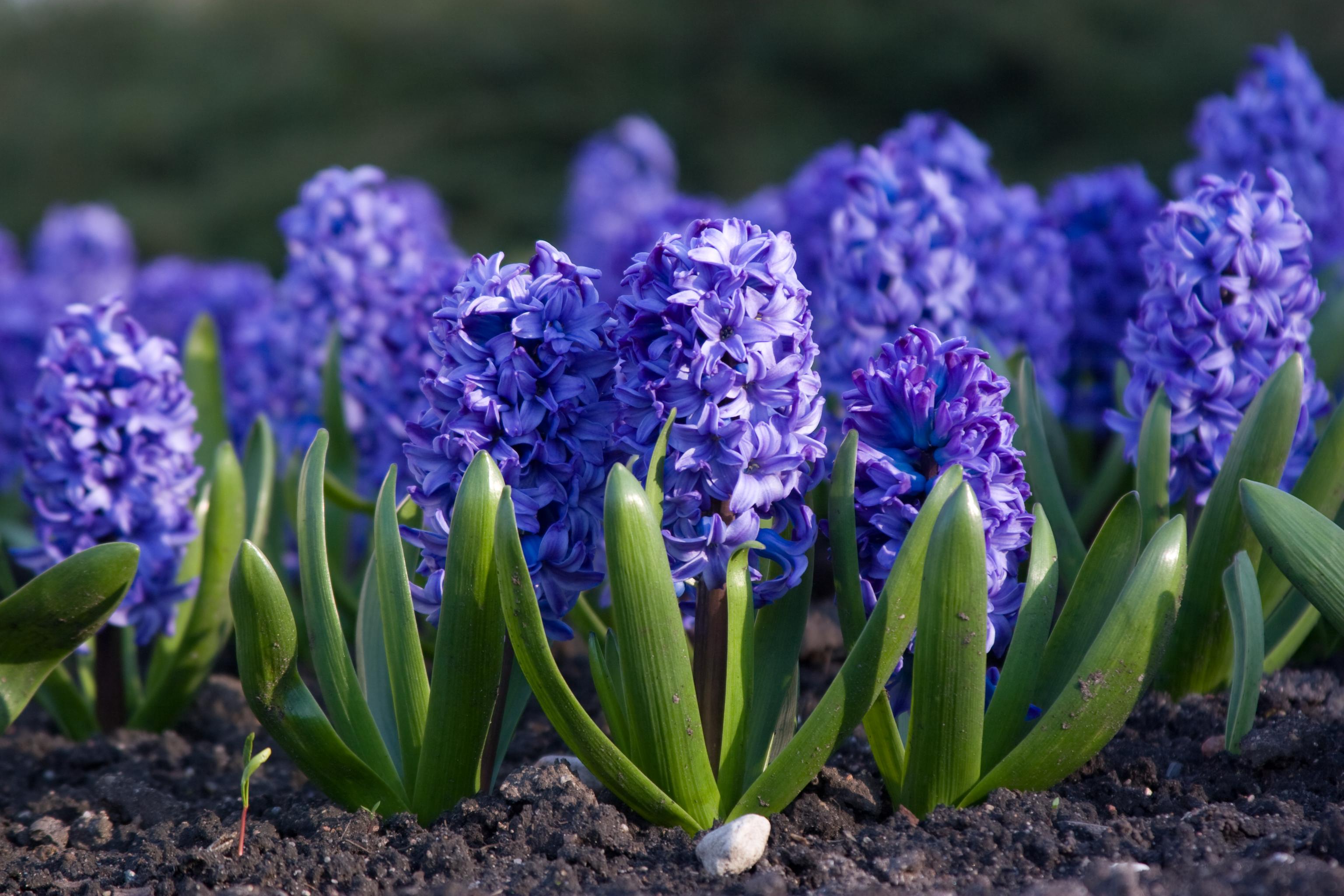 Close-up of vibrant purple hyacinths in bloom, surrounded by lush green leaves, set against a soft-focus green background.
