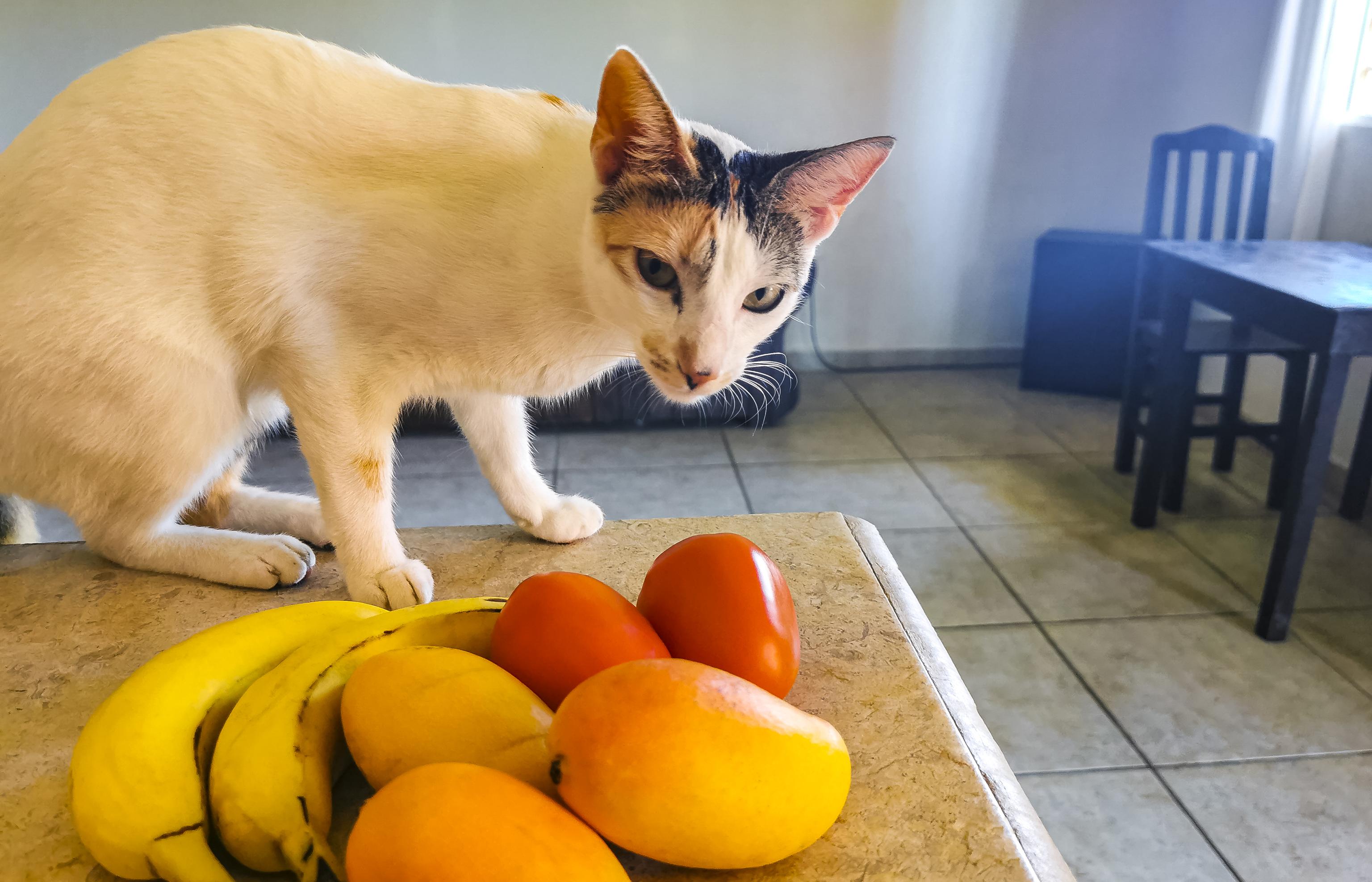 A white and calico cat stands on a kitchen counter next to bananas, tomatoes, and a mango, with a table and chair in the background.