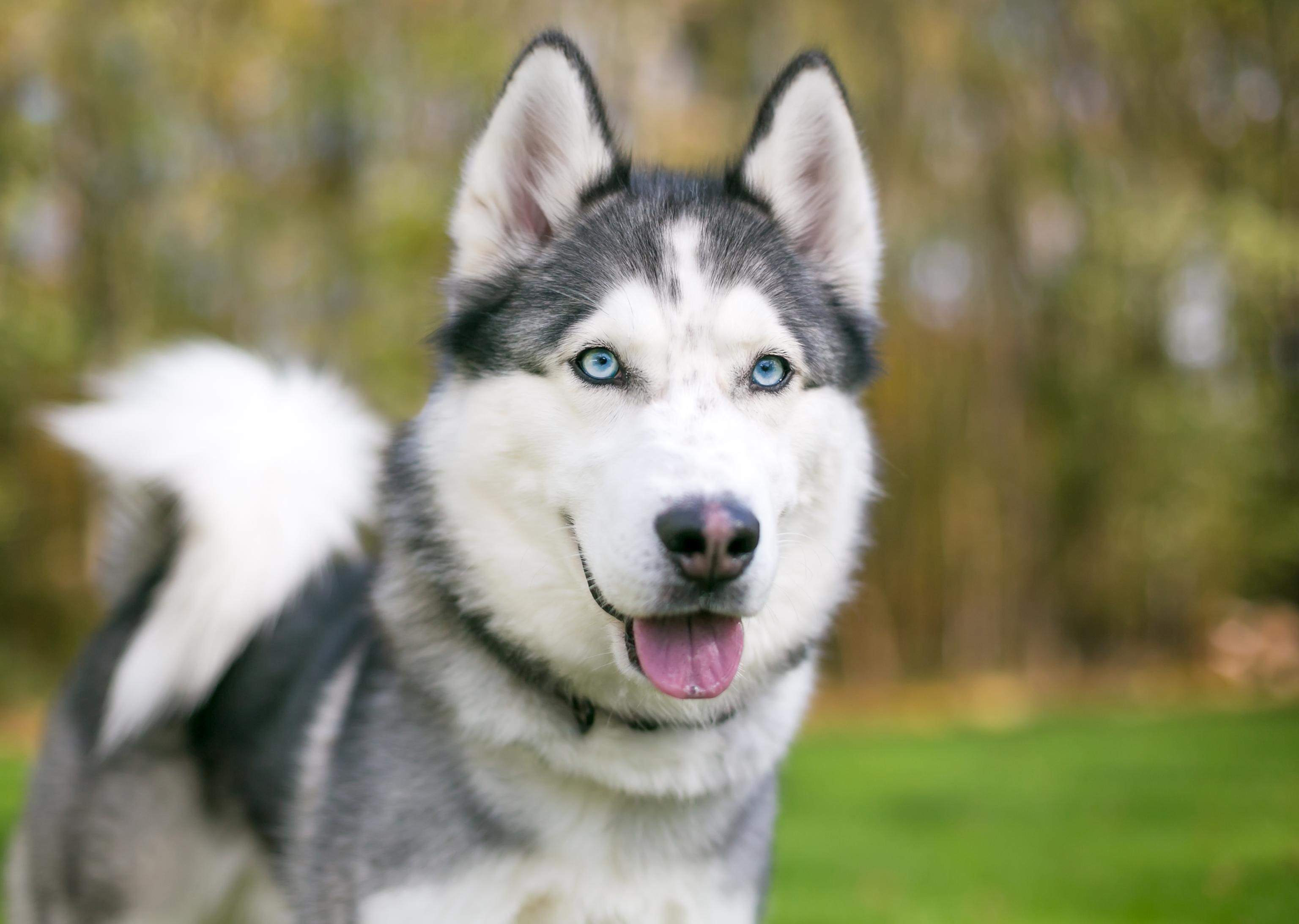 Close-up of a Siberian Husky with blue eyes and a fluffy tail, standing on grass with a blurred green background.