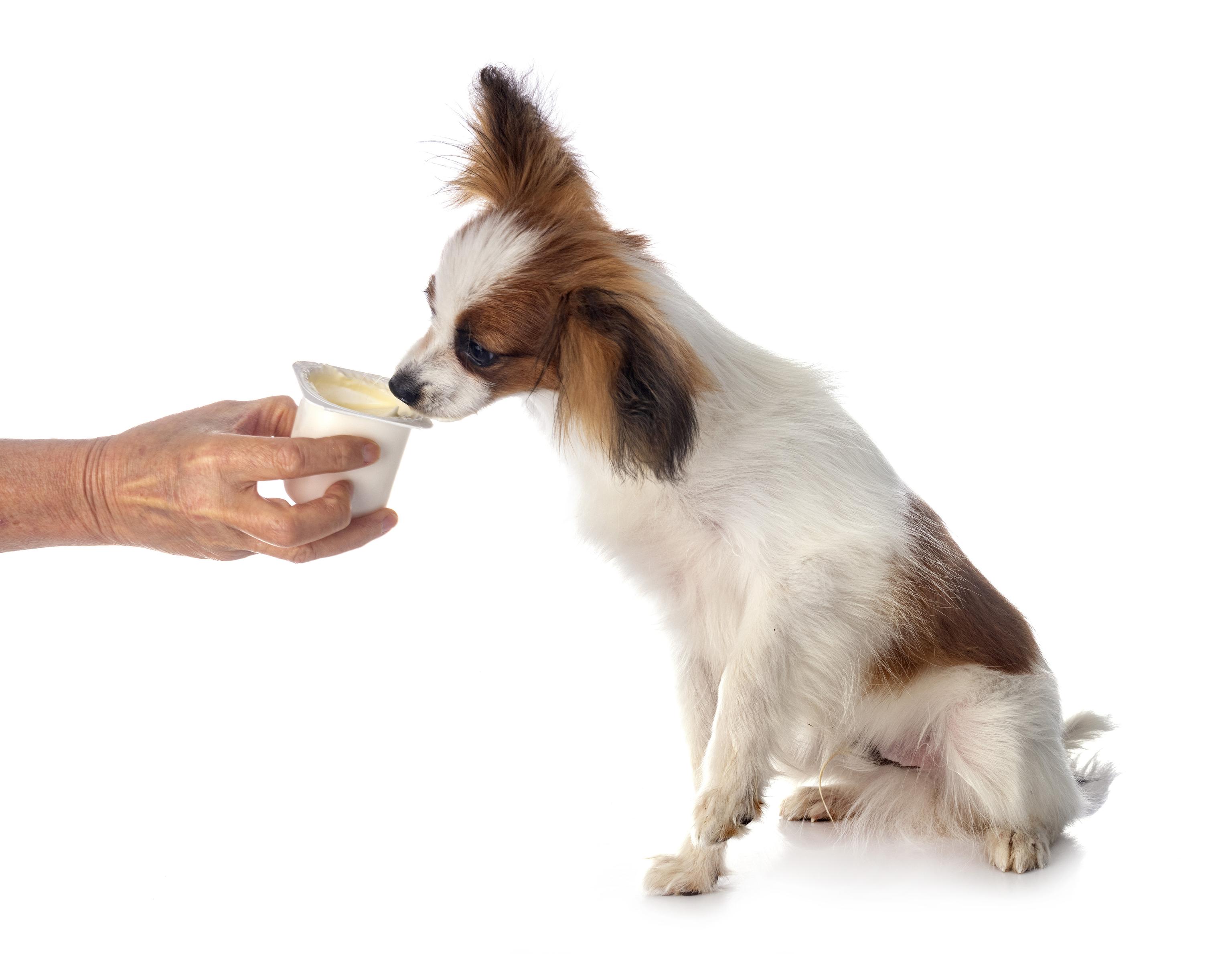 A Papillon licks yoghurt out of a white tub