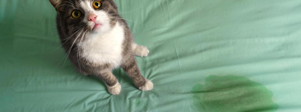 Image of a grey-and-white cat who has just urinated on green bed sheets