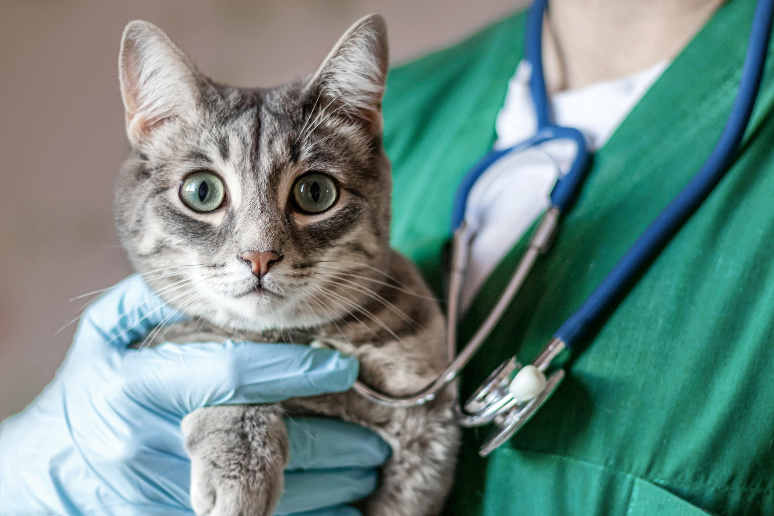 A silver tabby cat with striking green eyes is being held by a veterinary professional in green scrubs. The vet's gloved hands gently support the cat, one hand with a stethoscope ready to examine. The cat's attentive gaze and the close human interaction symbolize the importance of regular health check-ups to identify and manage common feline health issues.