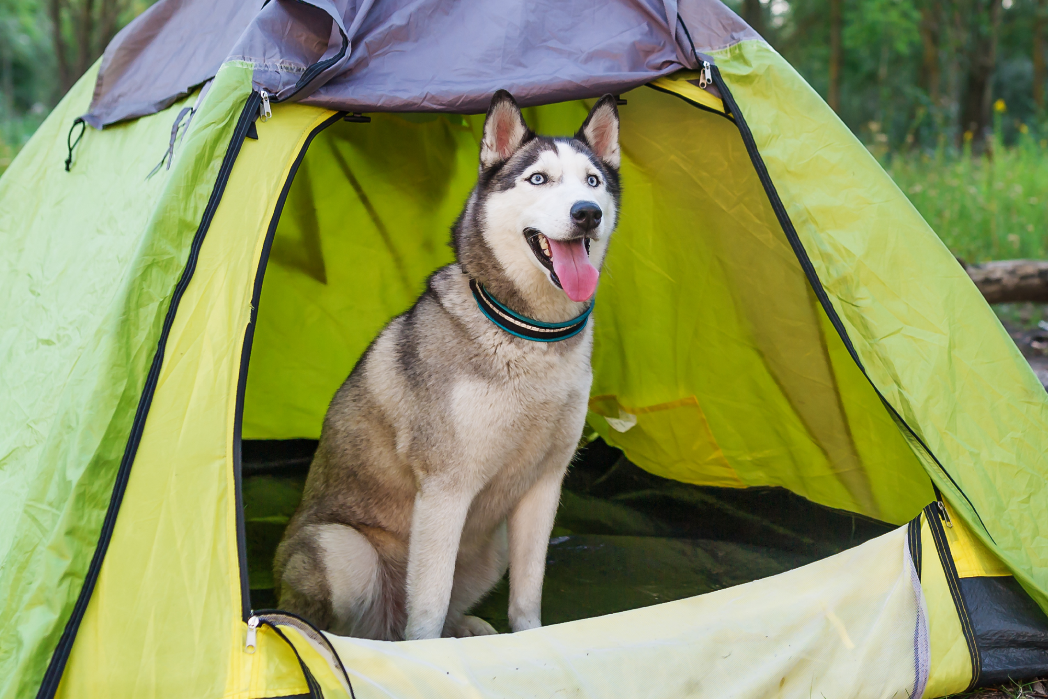 Camping with dogs? 11 tips to make your trip a success | ManyPets