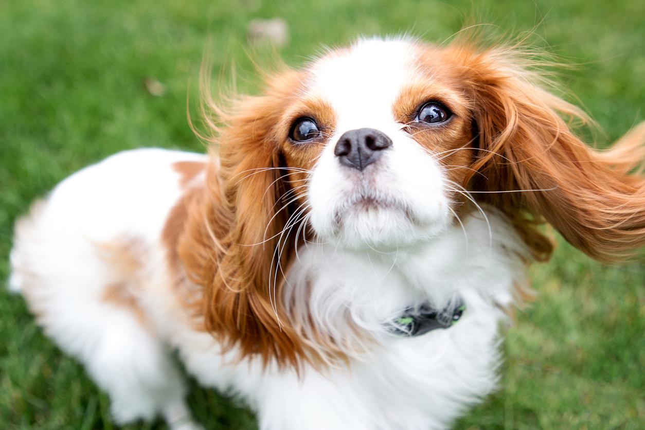 A Cavalier King Charles Spaniel with flowing ears stands on green grass, looking upwards with a curious expression.