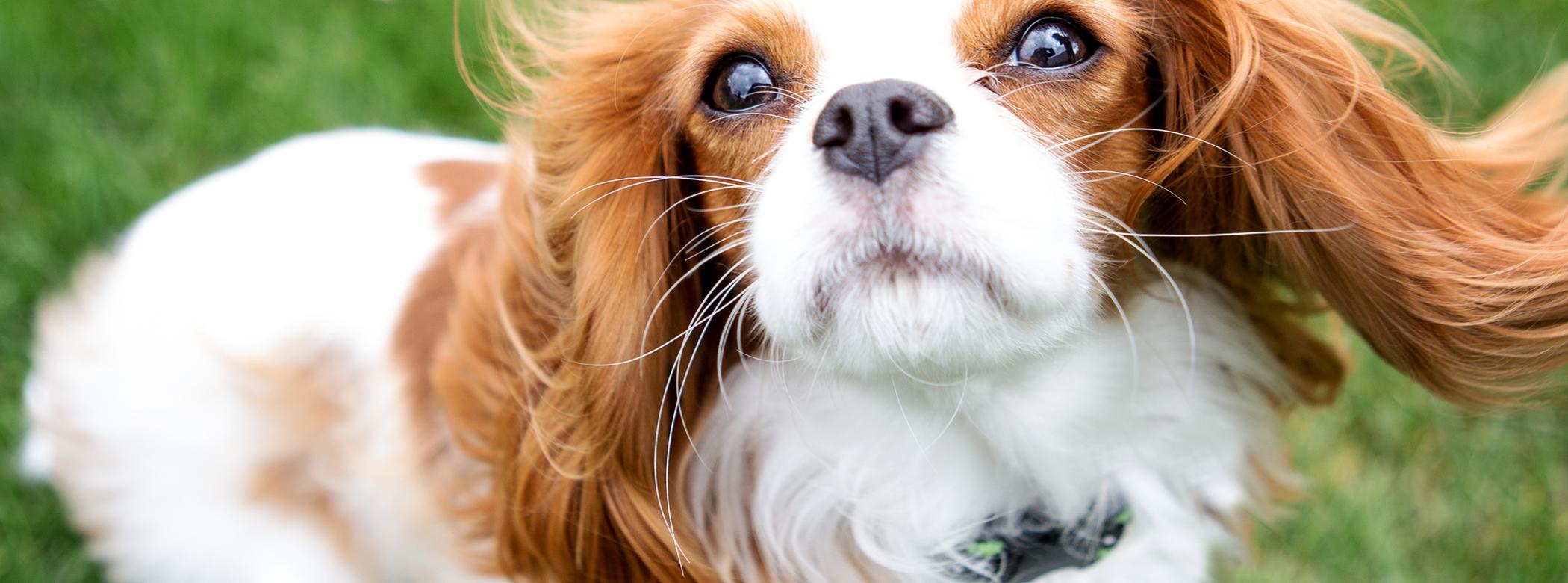 A Cavalier King Charles Spaniel with flowing ears stands on green grass, looking upwards with a curious expression.