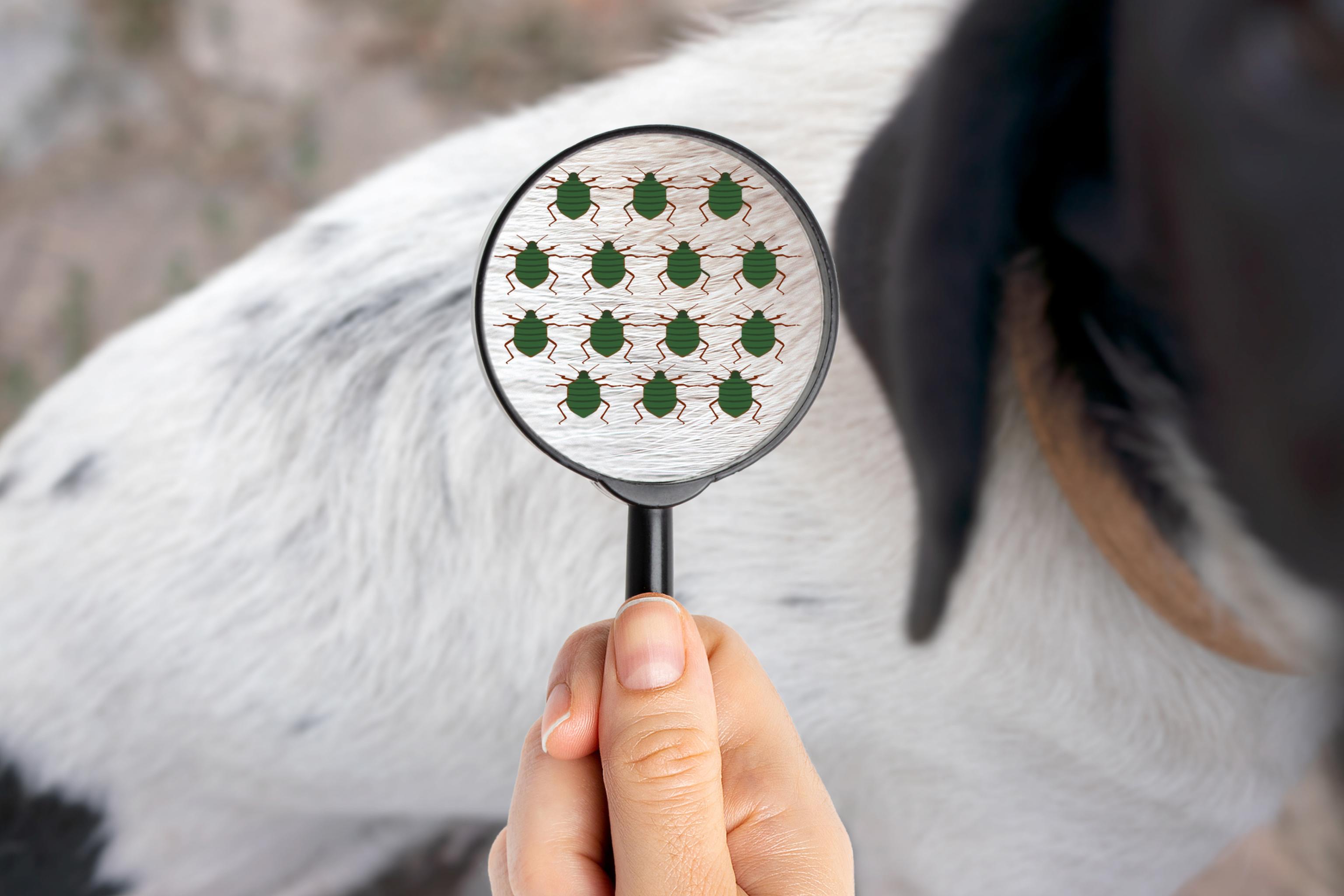 Parasites in dogs and cats