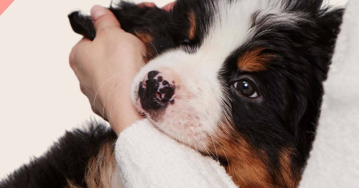 Severe store puppy biting