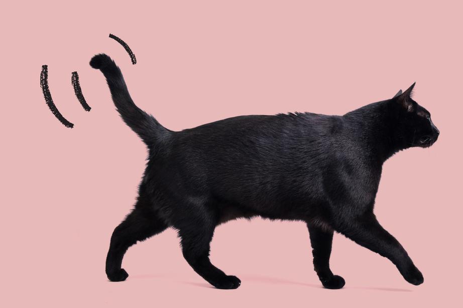 A black cat walking across a pink background, 3 lines indicate the cats tail is wagging