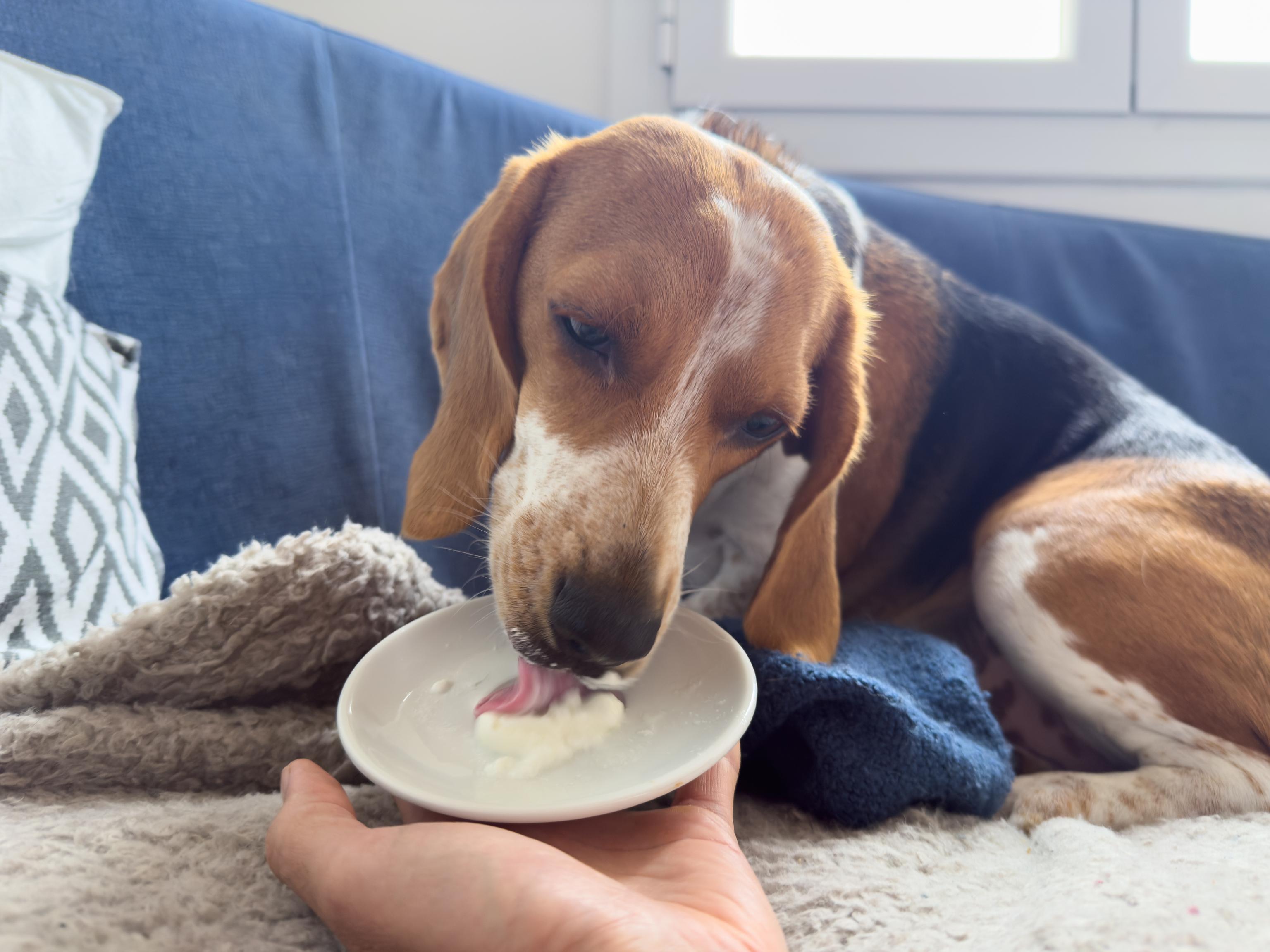 A brown-and-white dog licks yoghurt out of a white bowl while sitting on the couch