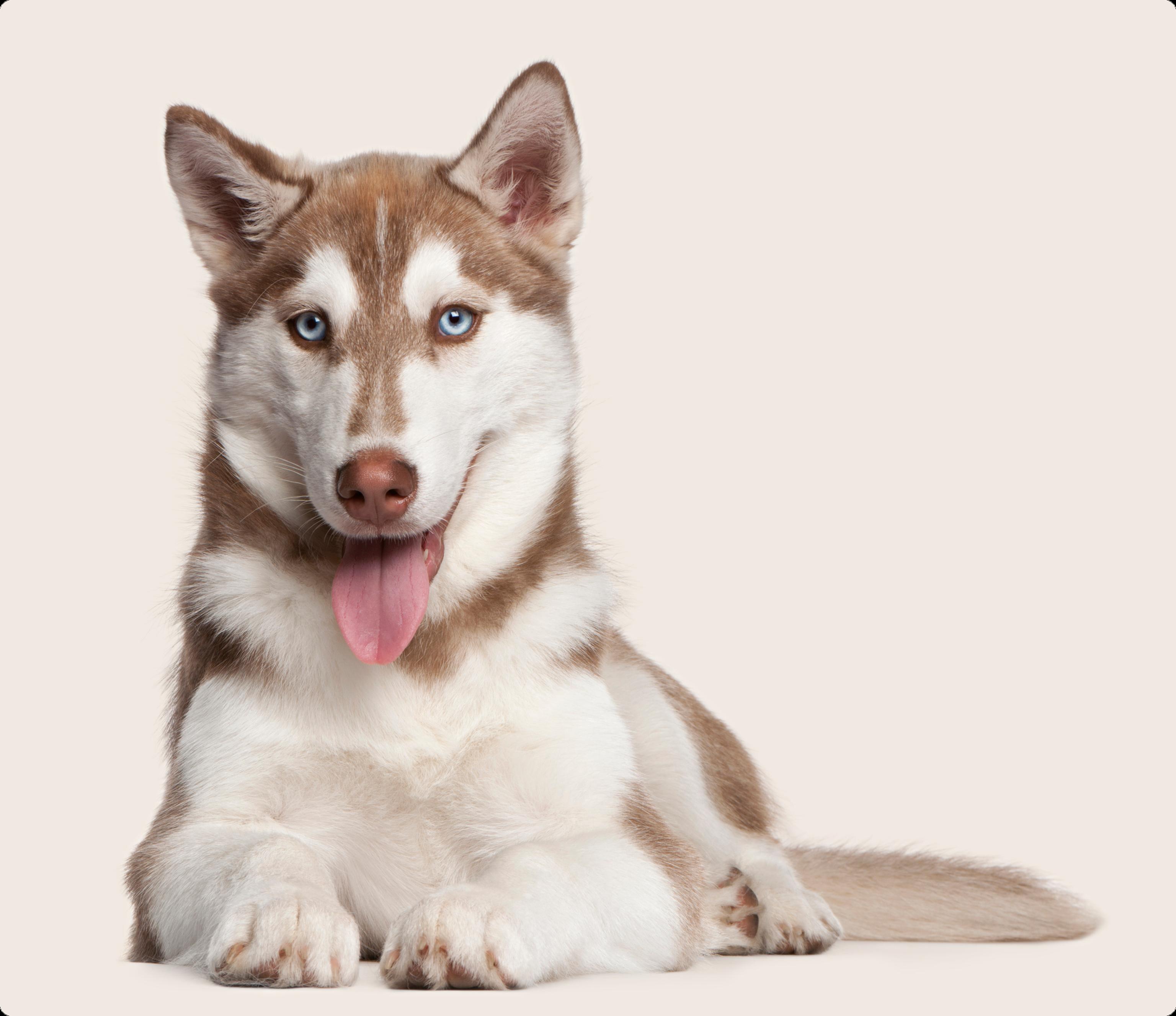 A Siberian Husky with blue eyes and a white and reddish-brown coat is lying down against a light beige background. The dog has its tongue out and is looking directly at the camera.