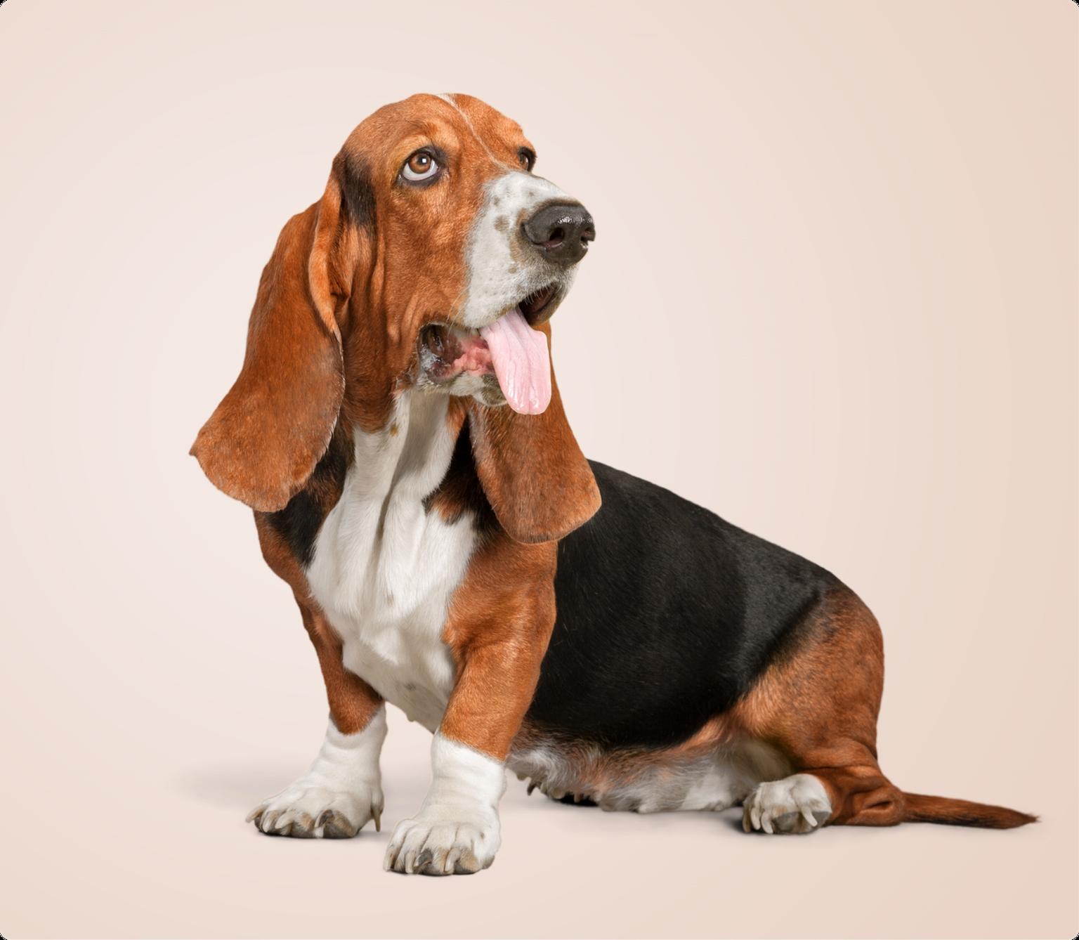 A Basset hound cut out on a light pink-beige background