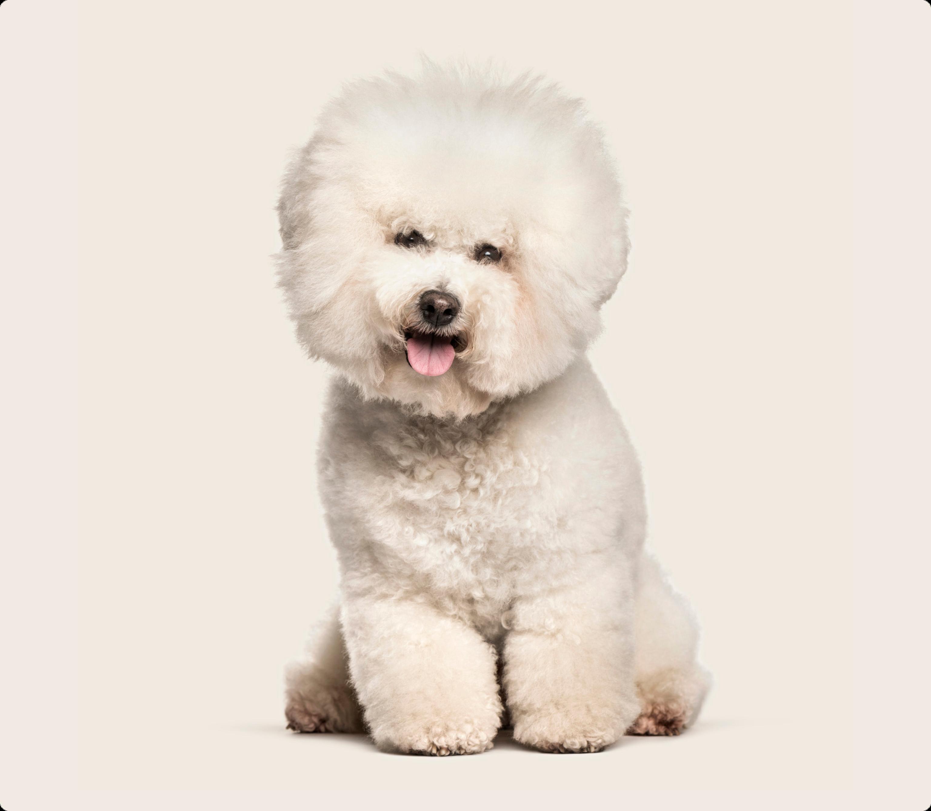 Bichon Frise