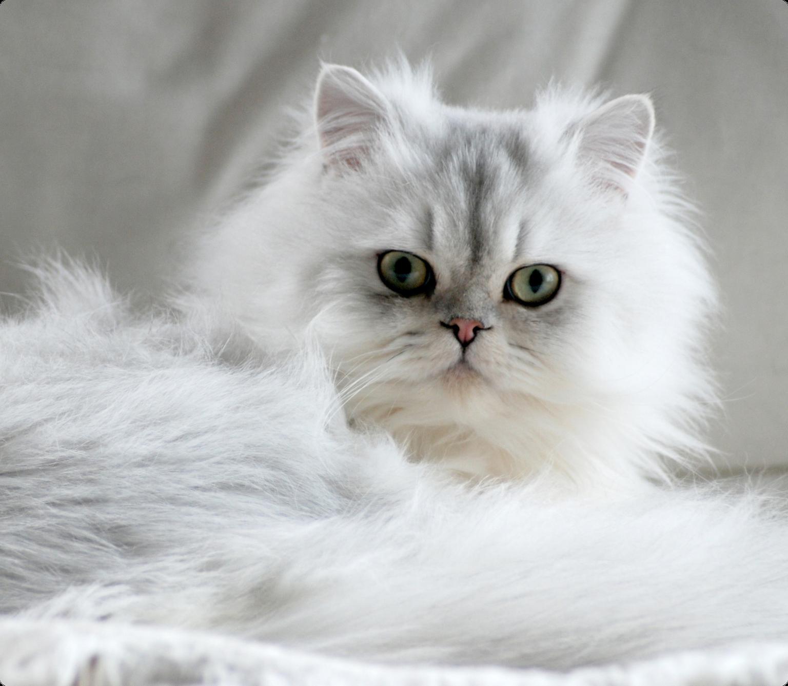 A Chinchilla Persian cat with green eyes laying down in a bed.
