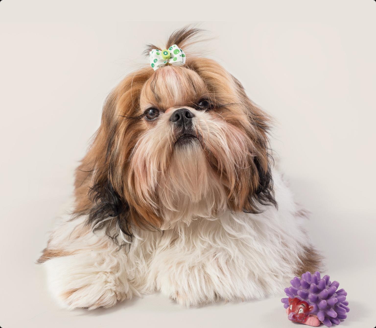 shih tzu