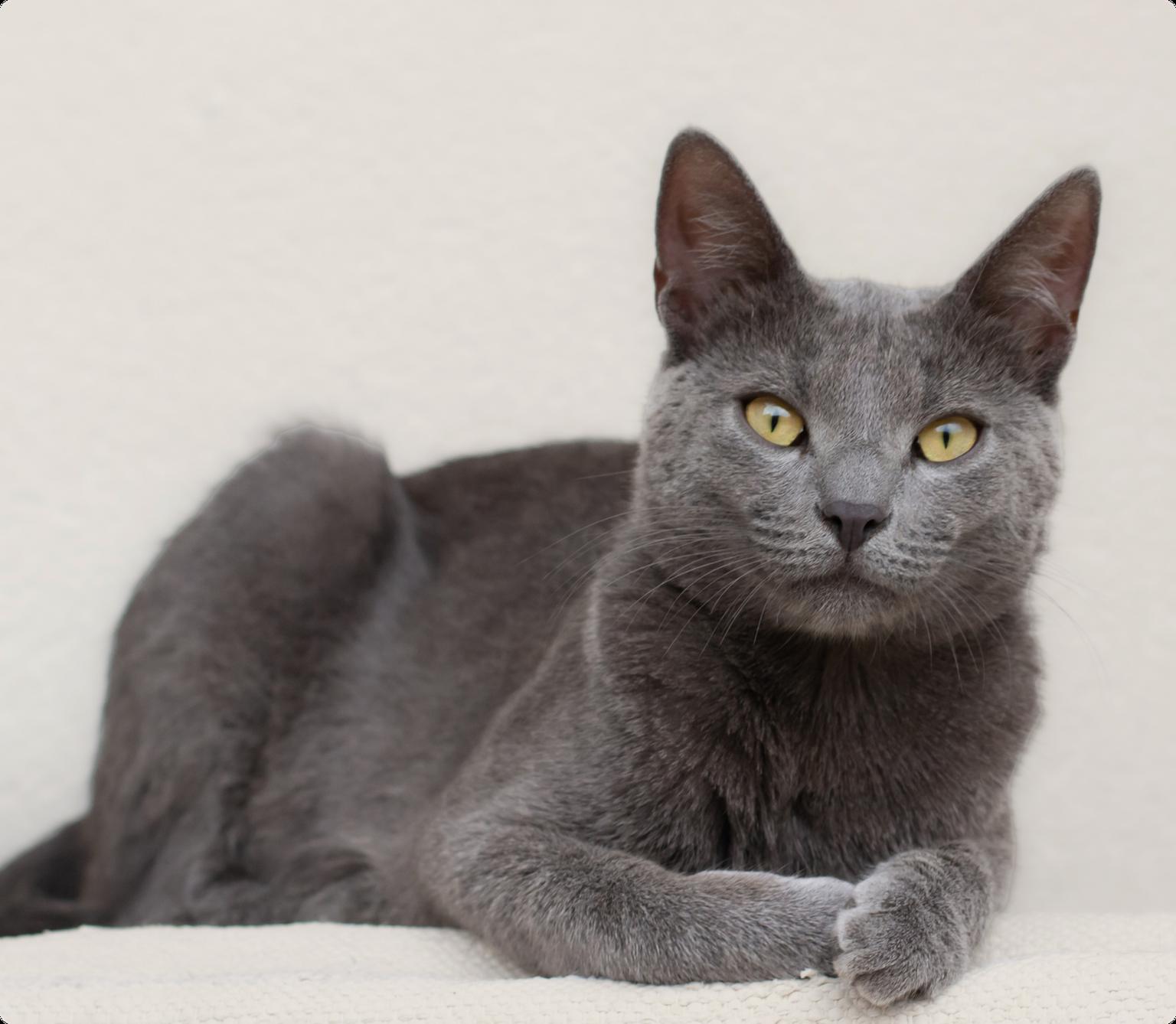 Russian Blue