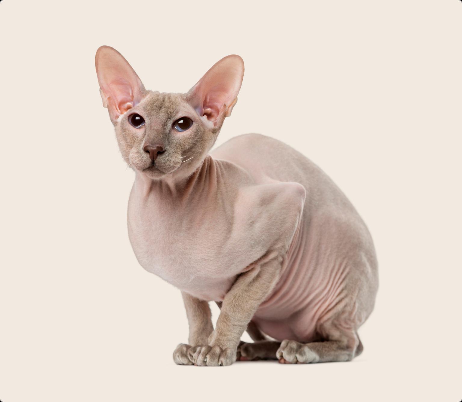 A Peterbald cat, crouching down on a beige background