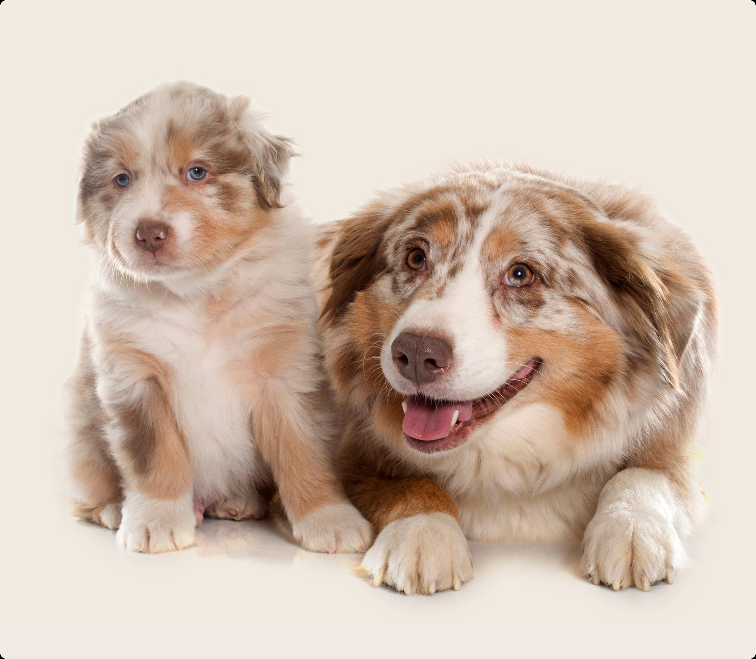 Australian Shepard and it's pup