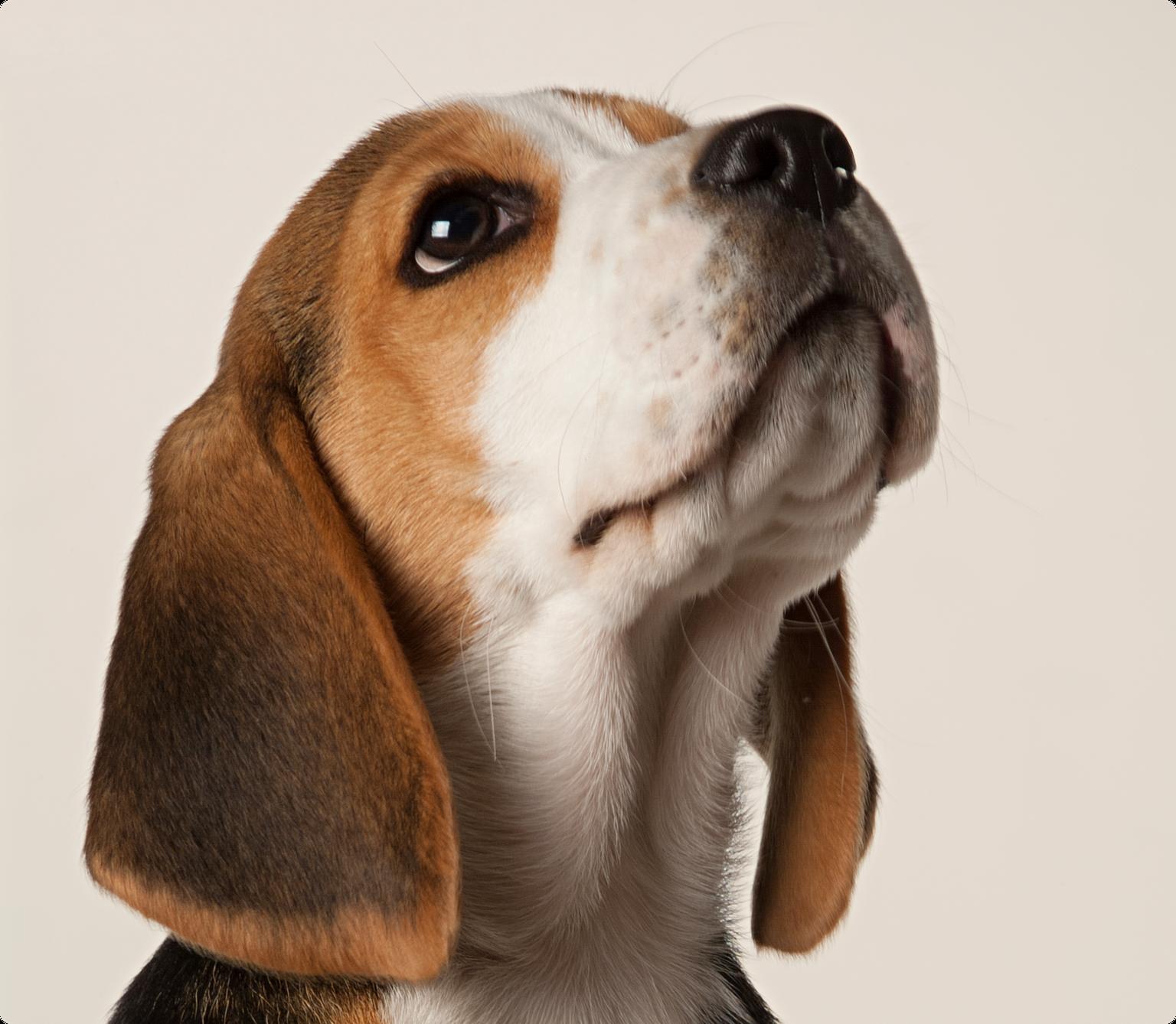 Image of a small brown and white beagle looking upwards