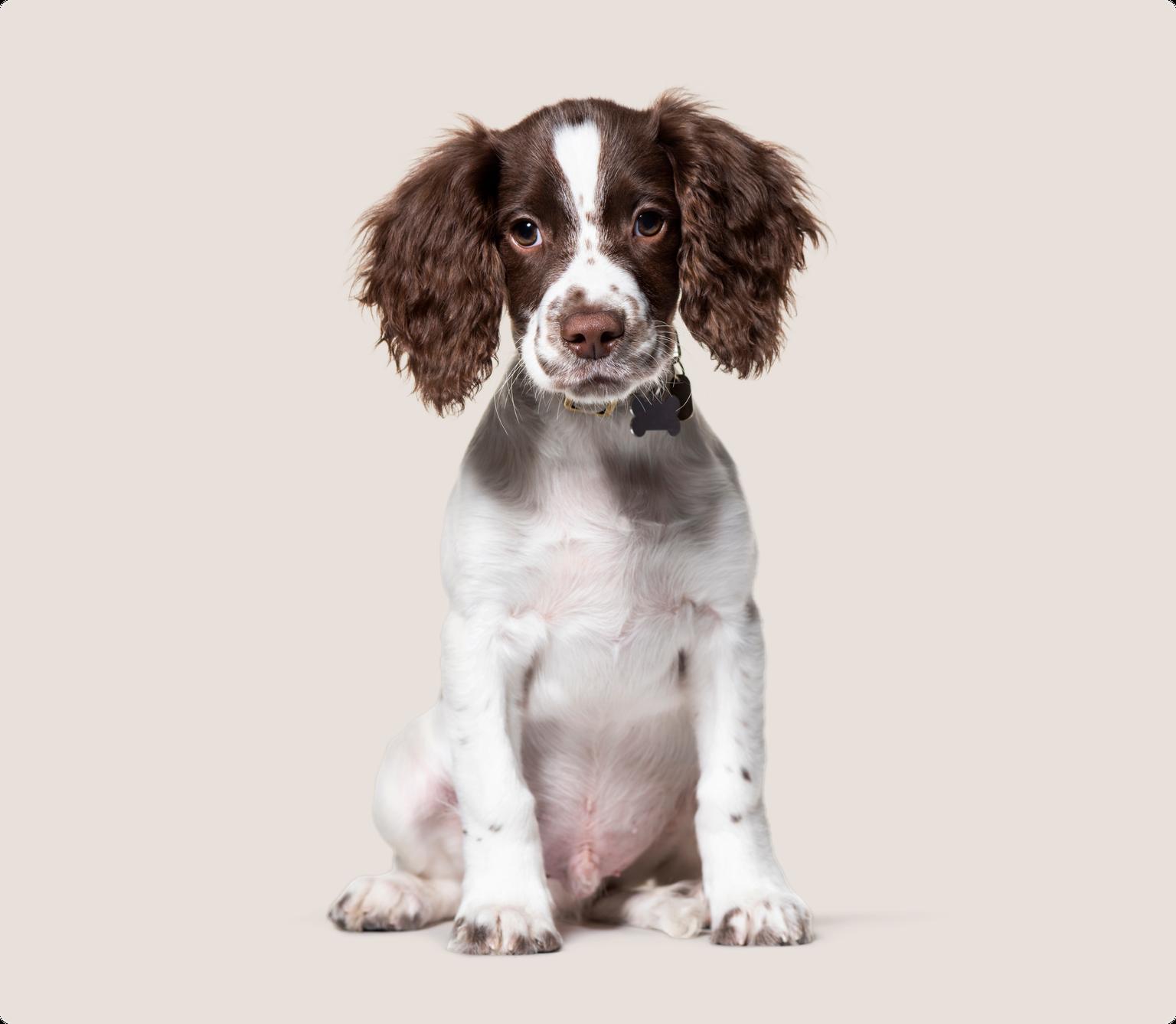 English Springer Spaniel