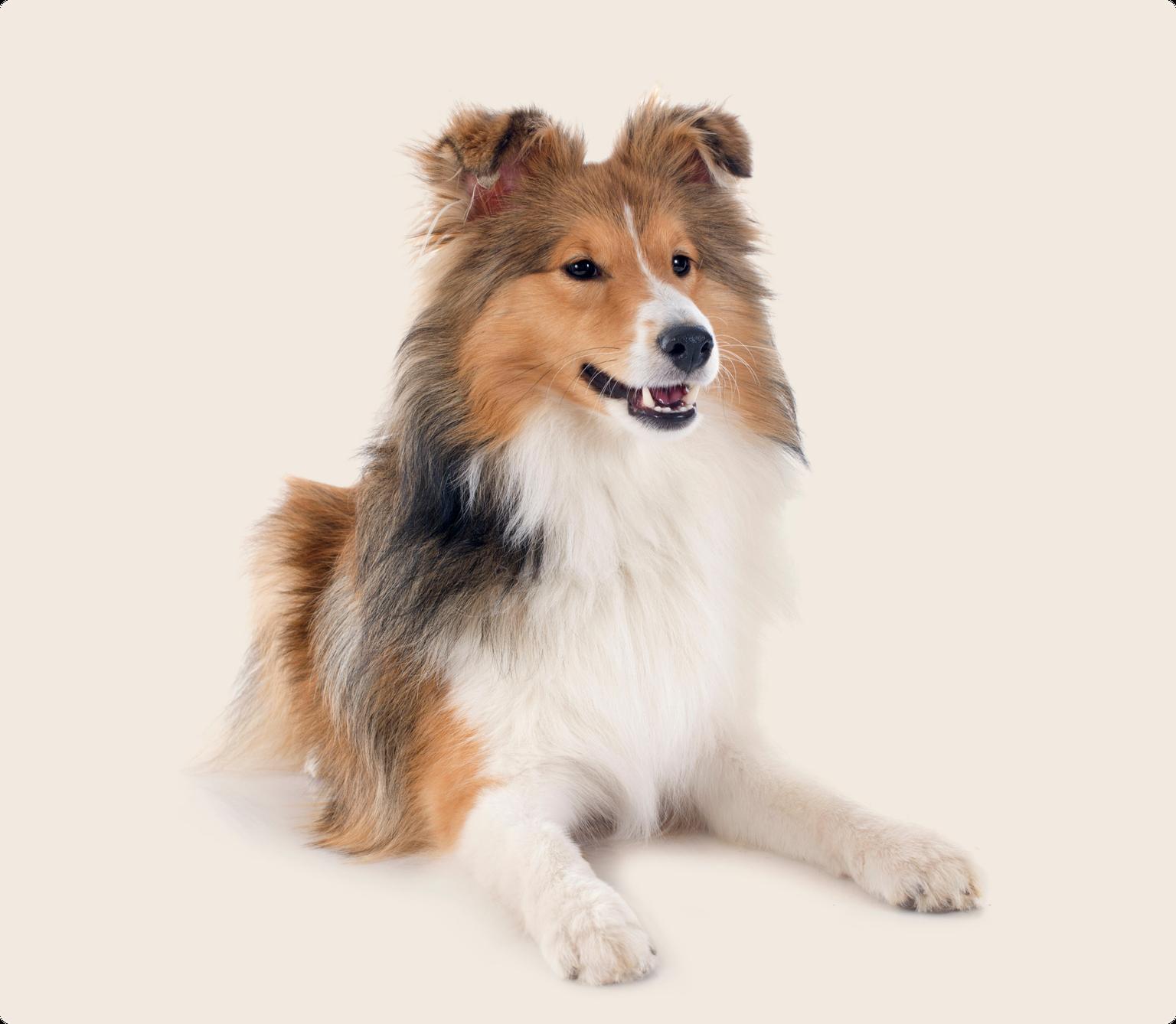 Image of a brown Shetland Sheepdog lying down