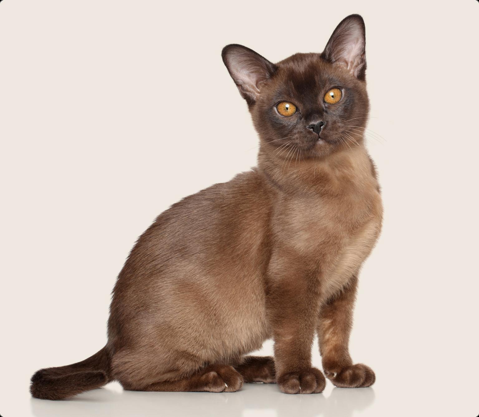 Burmese
