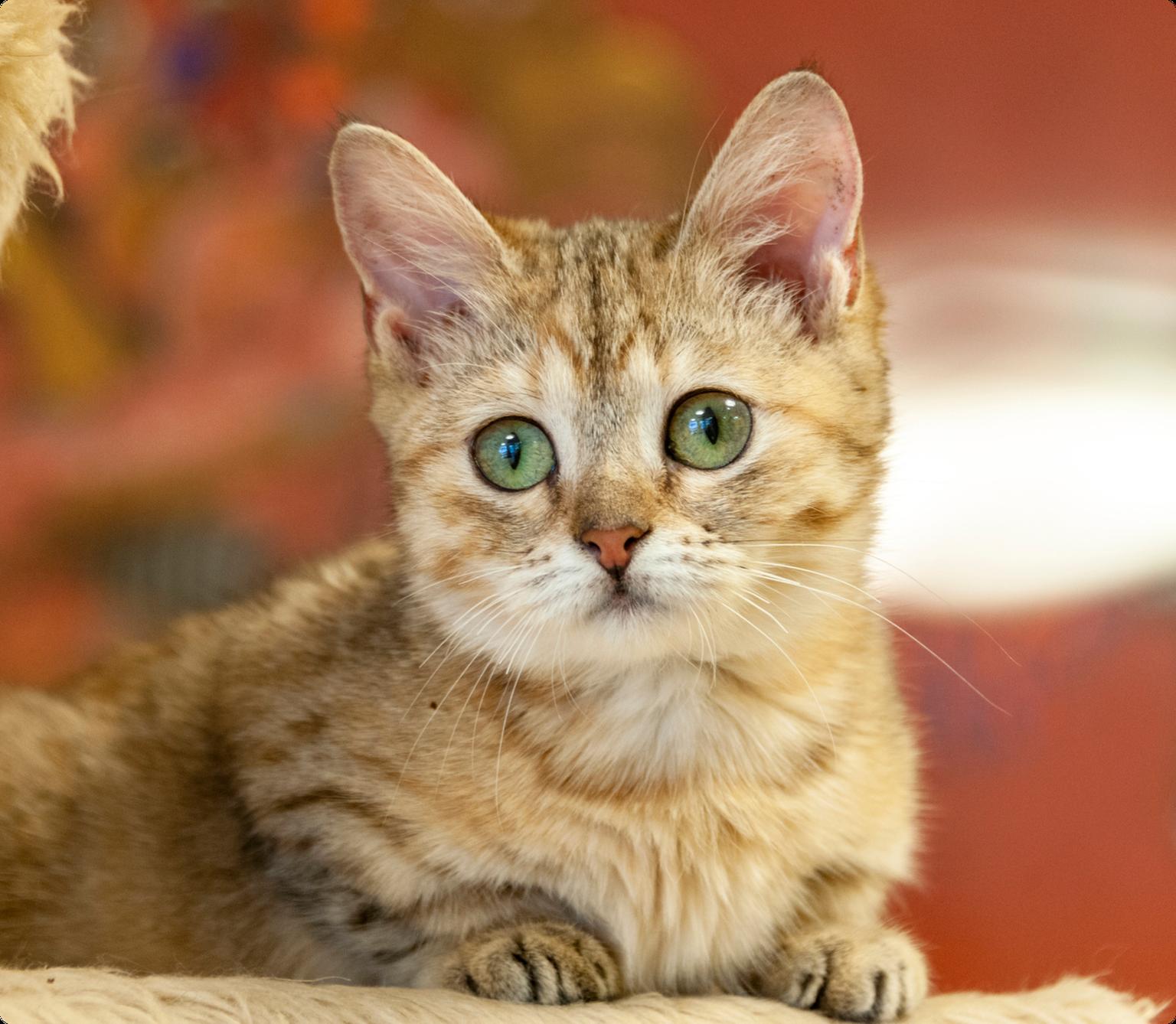An orange and brown Munchkin cat with green eyes sitting on a cat perch