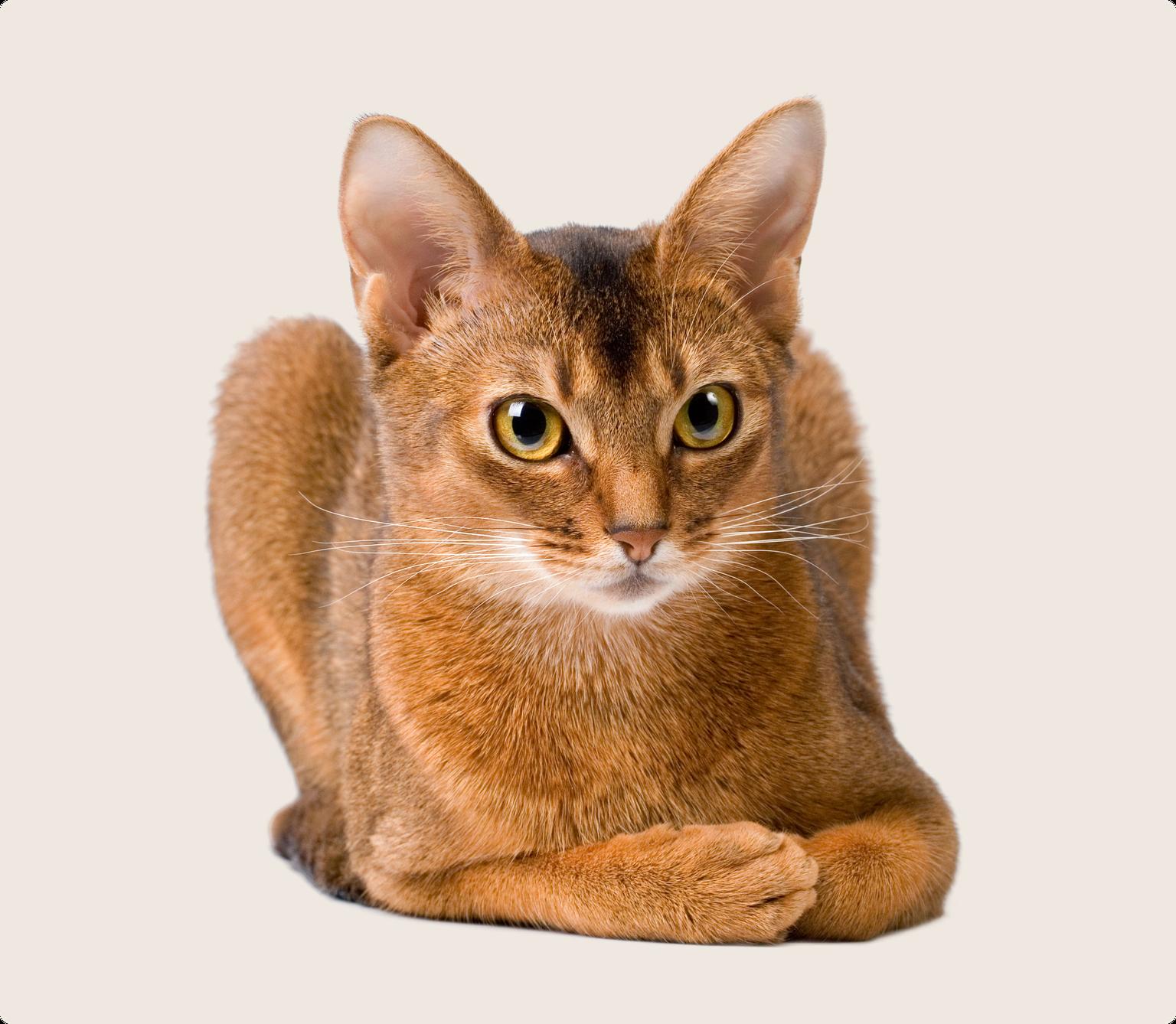 Abyssinian