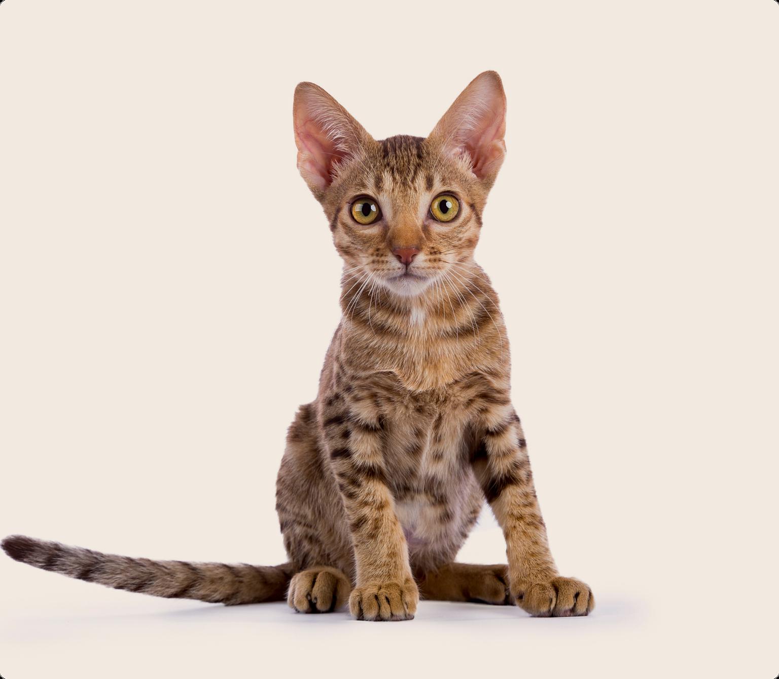 A young Ocicat sitting on a beige background