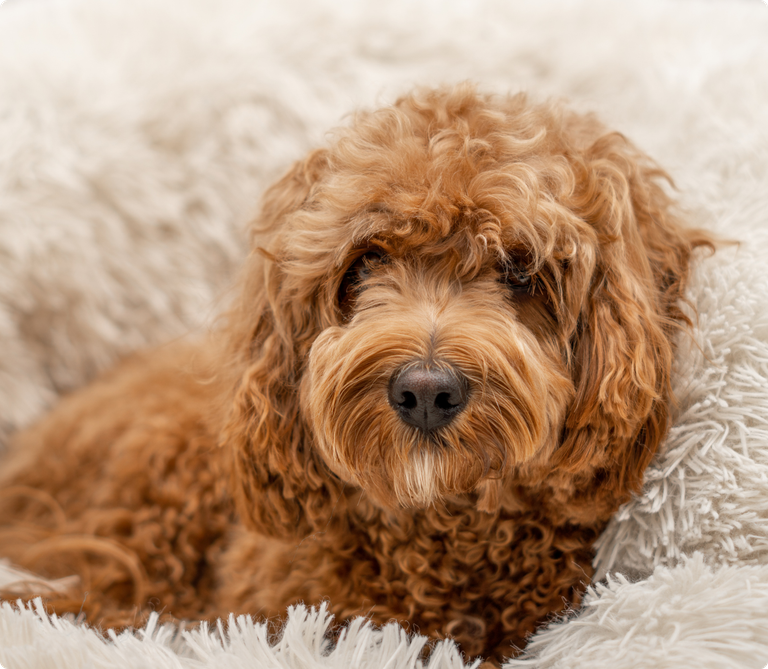 Goldendoodle Insurance ManyPets