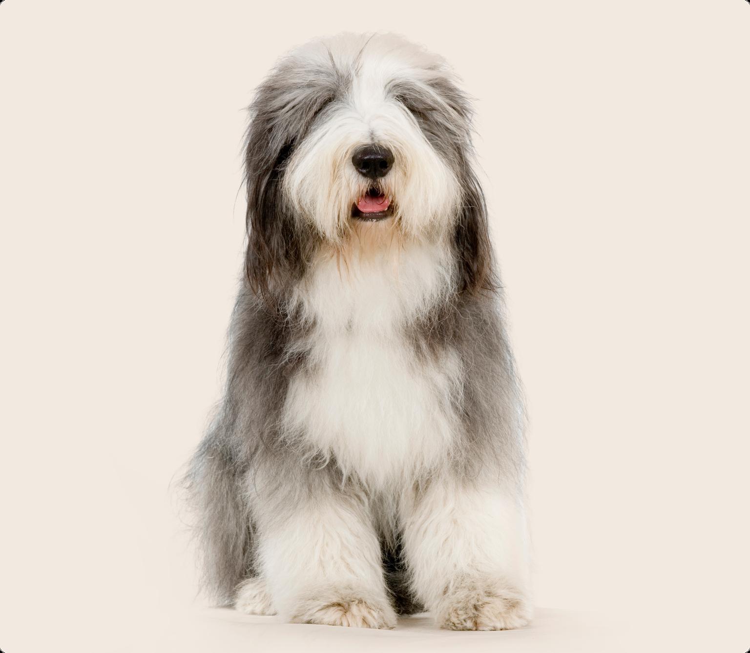 A shaggy white and grey Old English Sheepdog sitting down on a beige background